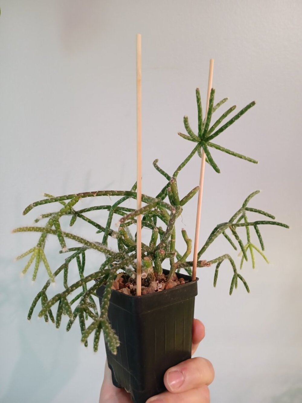 Rhipsalis Pilocarpa - Picture 2 of 3